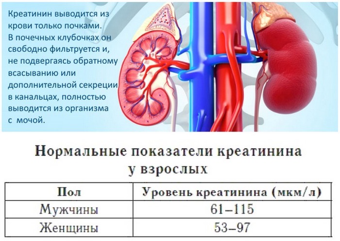 Почему повышается креатинин в крови Почему повышается креатинин в крови