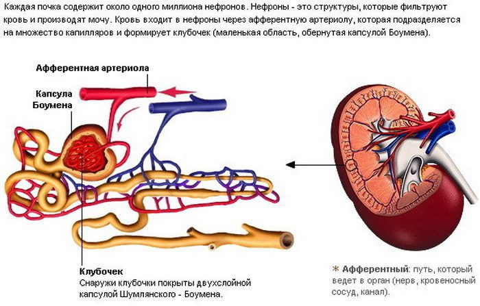 хпн стадии по креатинину