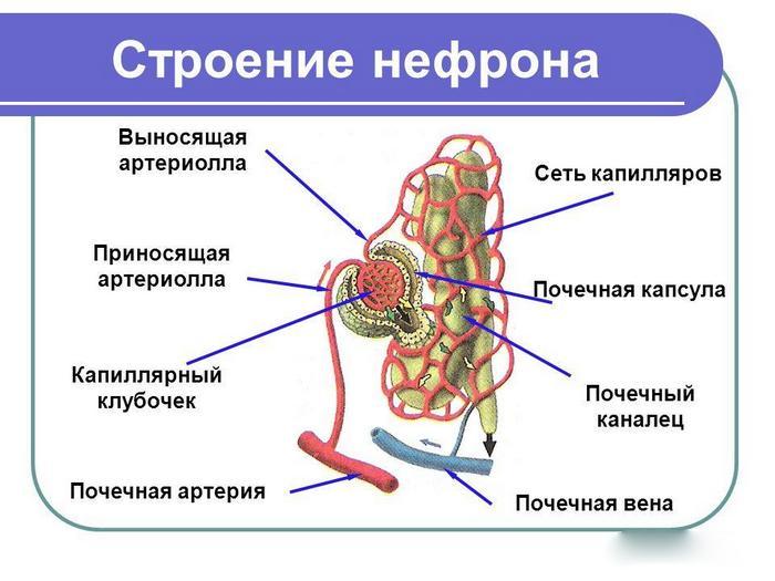 Схема нефрона почки человека