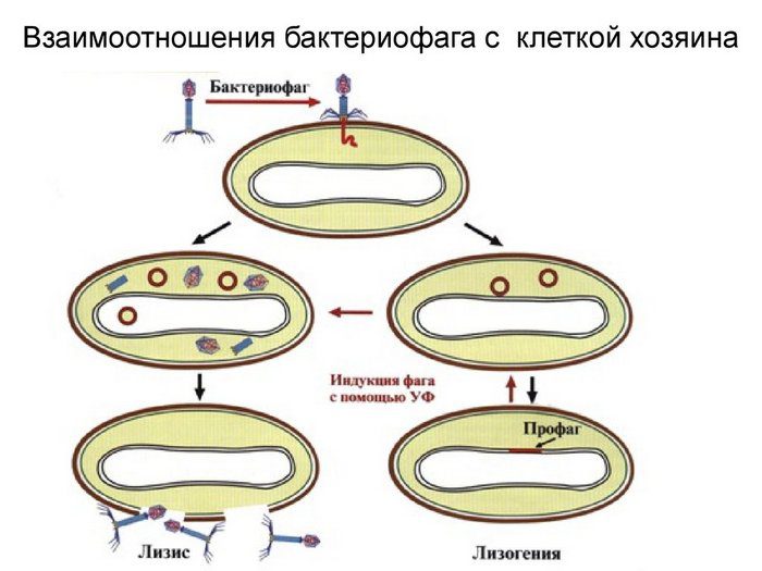 бактериофаги при пиелонефрите