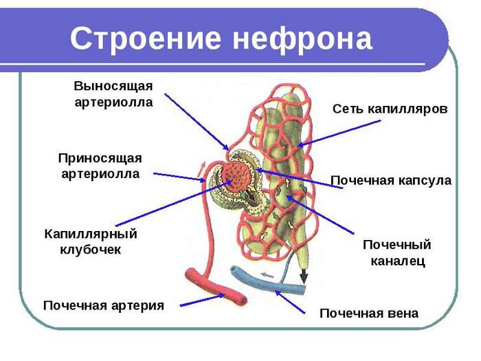 структурной и функциональной единицей почки является