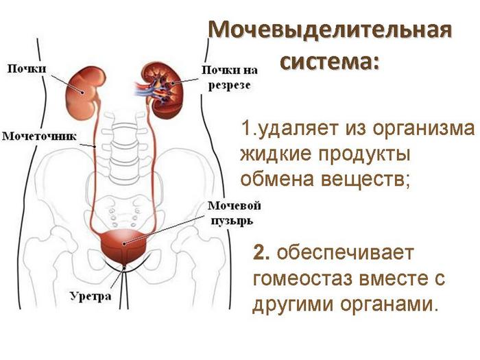 Какой цифрой на рисунке обозначен корковый слой почки