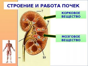 Строение почек человека фото