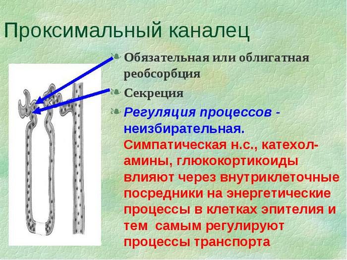 структурно функциональной единицей почки является