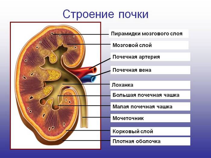 Человеческая многоножка схема