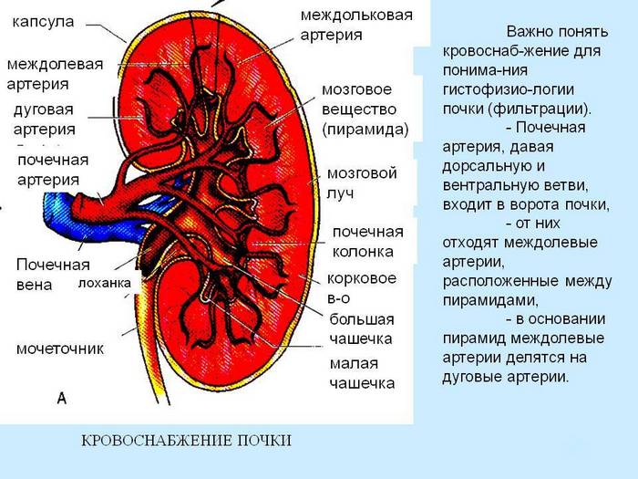 Схема почечного тельца