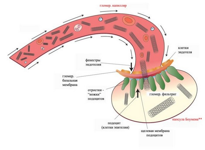 Схема клубочковой фильтрации