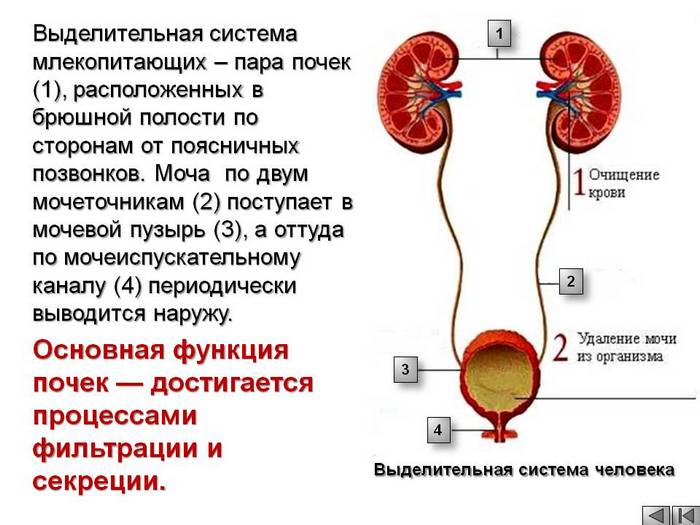 Схема функции почек