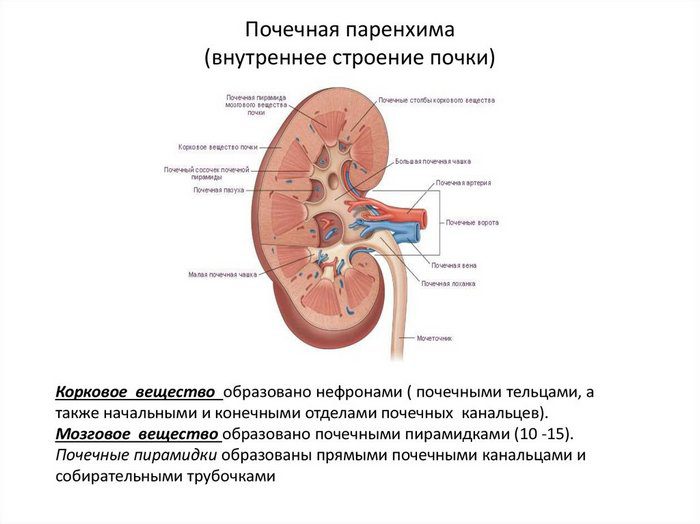 Анатомическое строение почки включает паренхиматозную ткань и чашечно-лоханочную систему накопления, выведения мочи паренхима почки